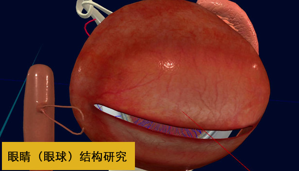眼睛(眼球)结构研究 Steam capsule image