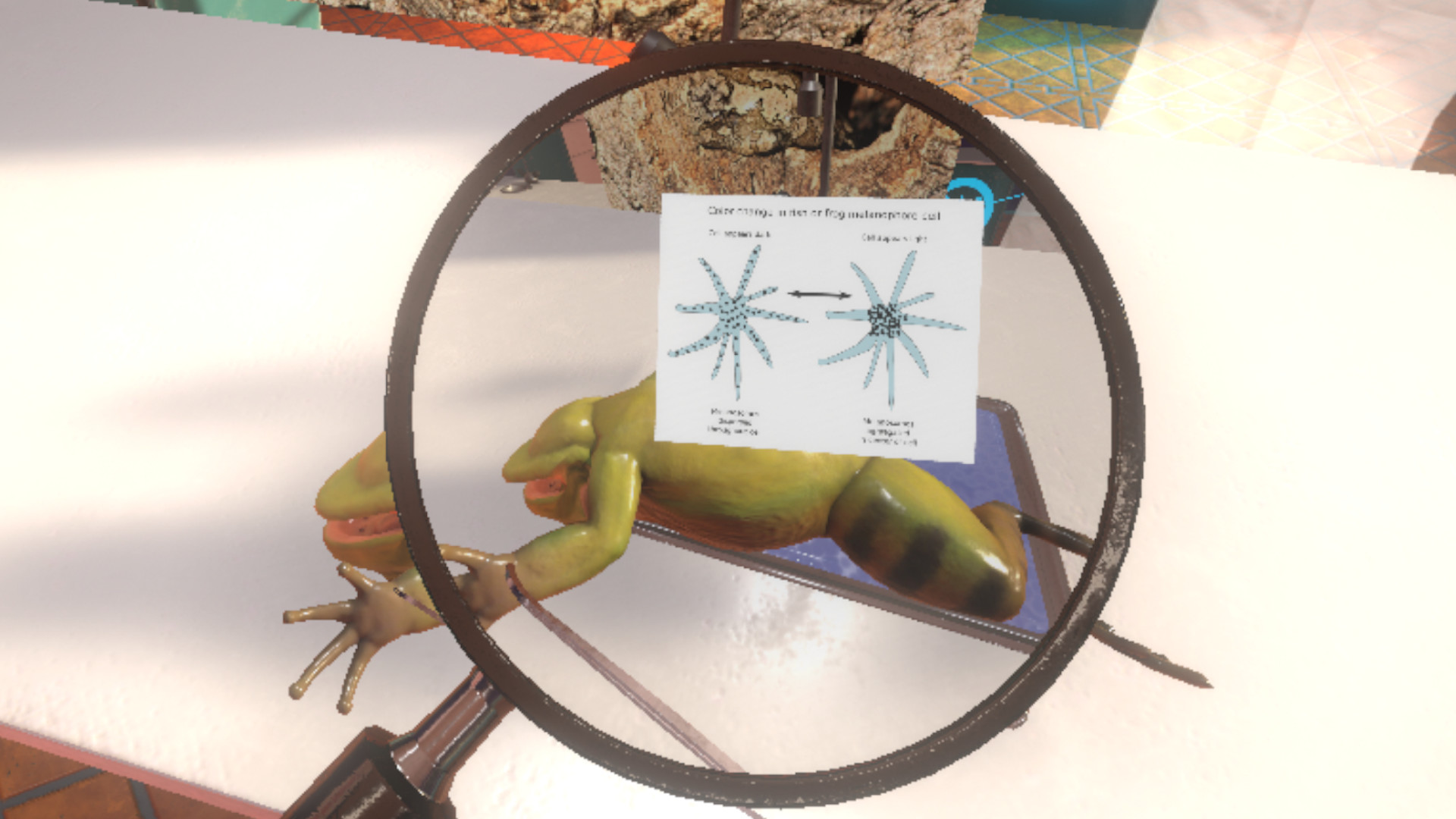 virtual frog dissection game free virtual frog dissection game free