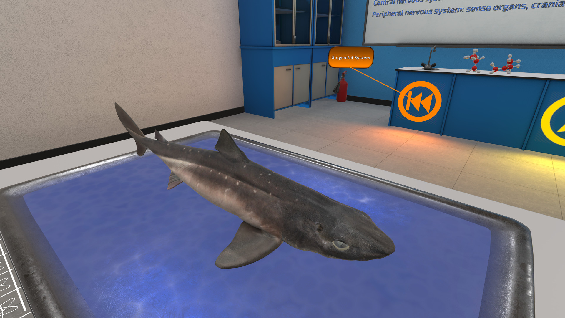 Oculus Quest 游戏《Dissection Simulator: Shark Edition VR》解剖模拟器：鲨鱼版