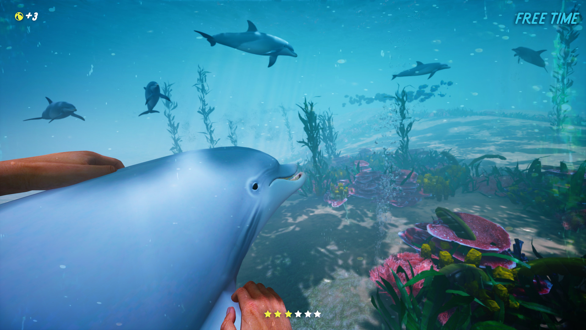 Steam Dolphin Trainer Vr Steam Dolphin Trainer Vr