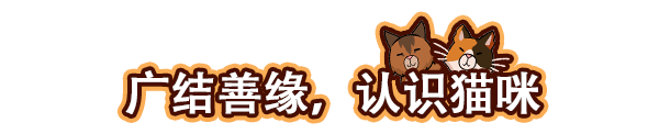 猫咖经理/Cat Cafe Manager