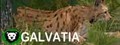 Galvatia