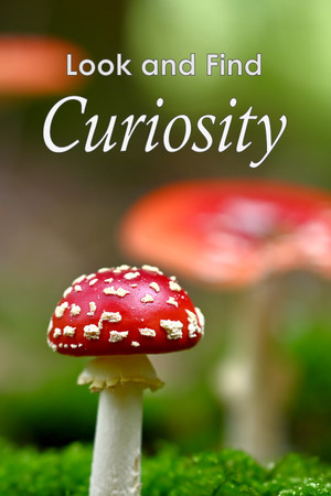 Look and Find - Curiosity cover art