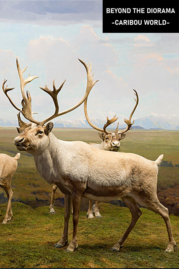 Beyond The Diorama: Caribou World