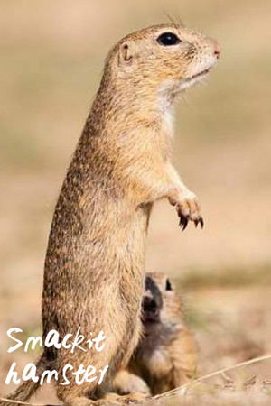 Smackit hamster