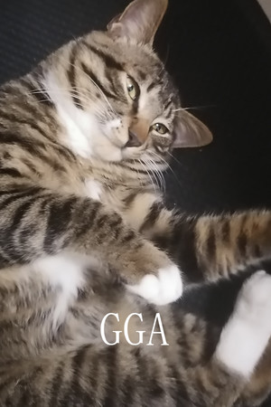 GGA