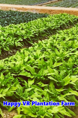 Happy VR Plantation Farm cover art