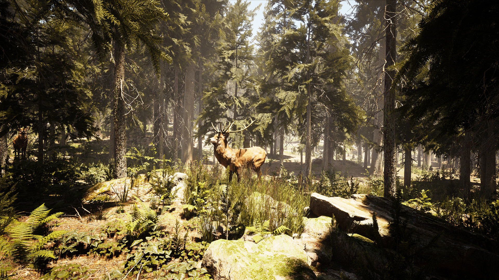 Photography Simulator on Steam