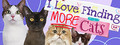 I Love Finding MORE Cats