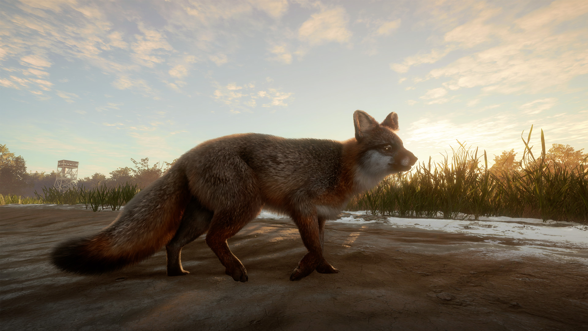 thehunter call of the wild coyote locations thehunter call of the wild coyote locations
