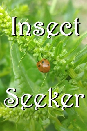 Insect Seeker cover art