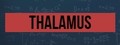 Thalamus