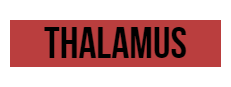 Thalamus