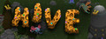 Hive