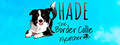 SHADE The Border Collie Flycatcher