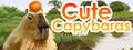 Cute Capybaras