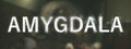 Amygdala