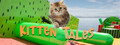 Kitten Tales
