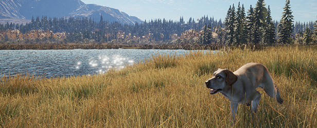 Of the wild labrador online