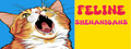 Feline Shenanigans