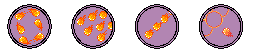 Fireball_Evolutions.png?t=1708448551