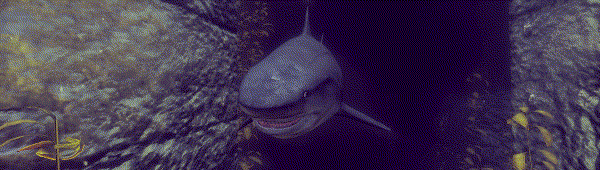 《深海(Depth)》(v35623)插图10 《深海(Depth)》(v35623)插图10