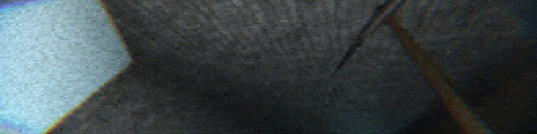 Pic.gif?t=1715218221