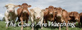 The Cows Are Watching