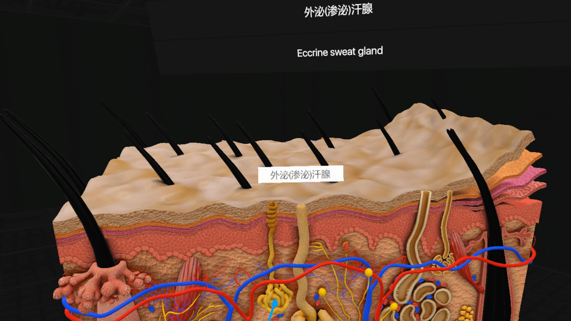 日常解剖 VR (Everyday Anatomy VR)