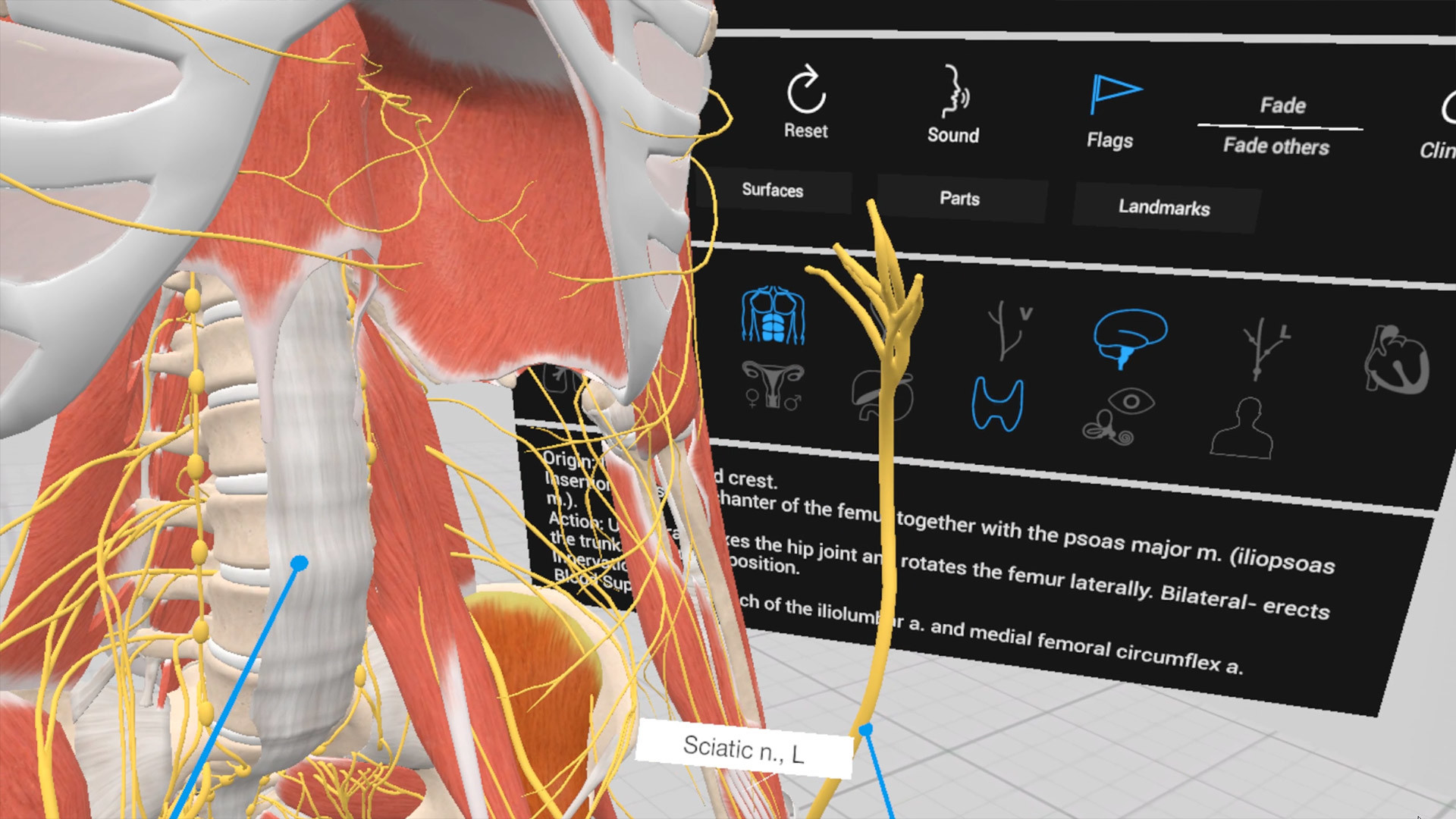 Everyday Anatomy VR on Steam