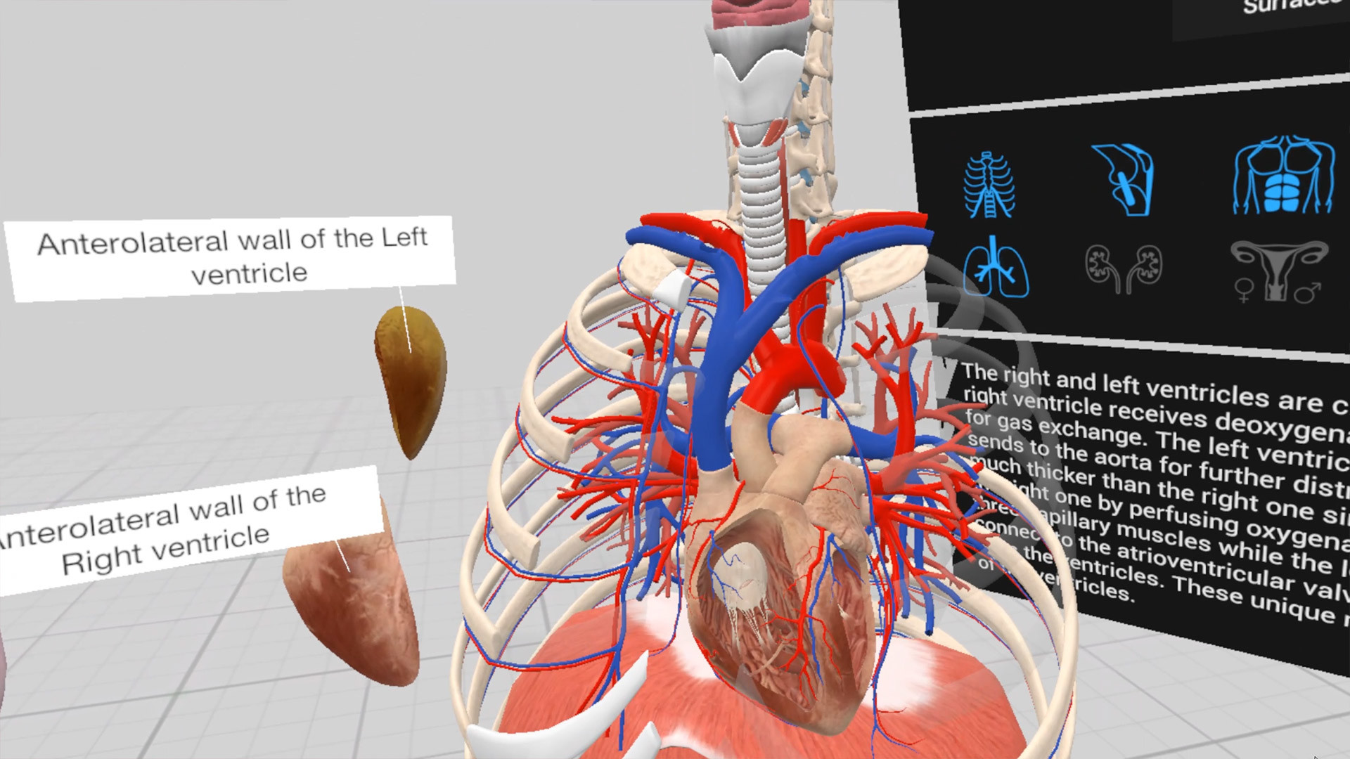 Everyday Anatomy VR on Steam