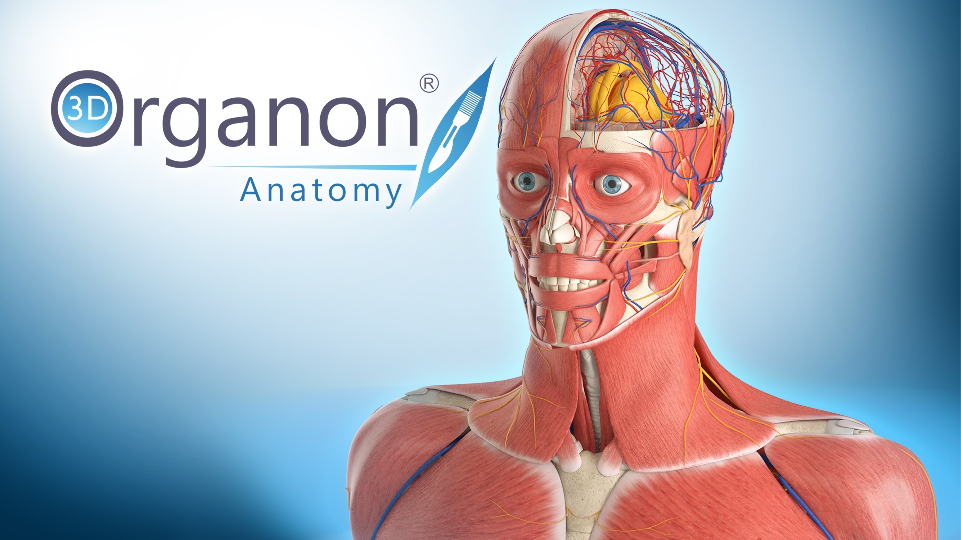 human anatomy atlas app windows human anatomy atlas app windows