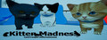 Kitten Madness