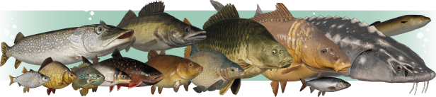 RF4_STEAM-FISHES.png