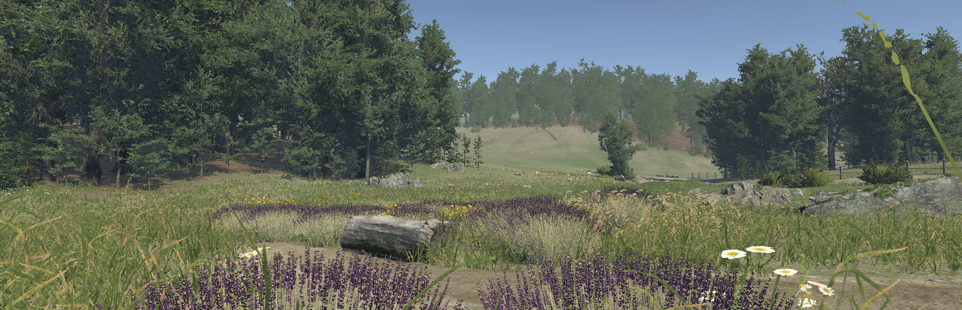 Lavender