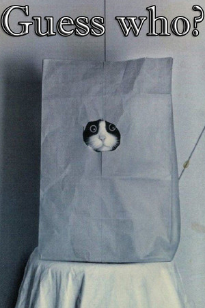 Guess who ? — обложка