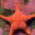 Aroused Starfish