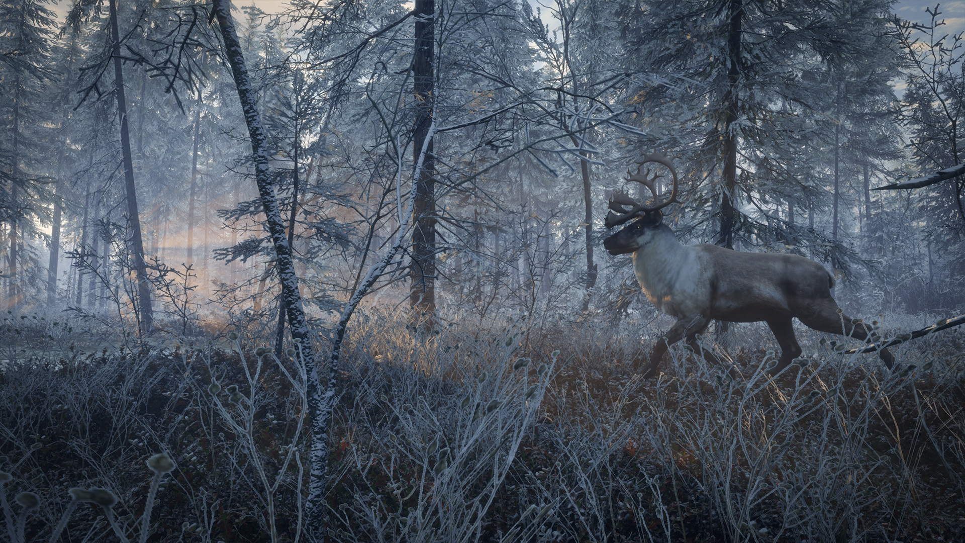 Taiga Animals: List Of Animals That Live In The Taiga Biome With