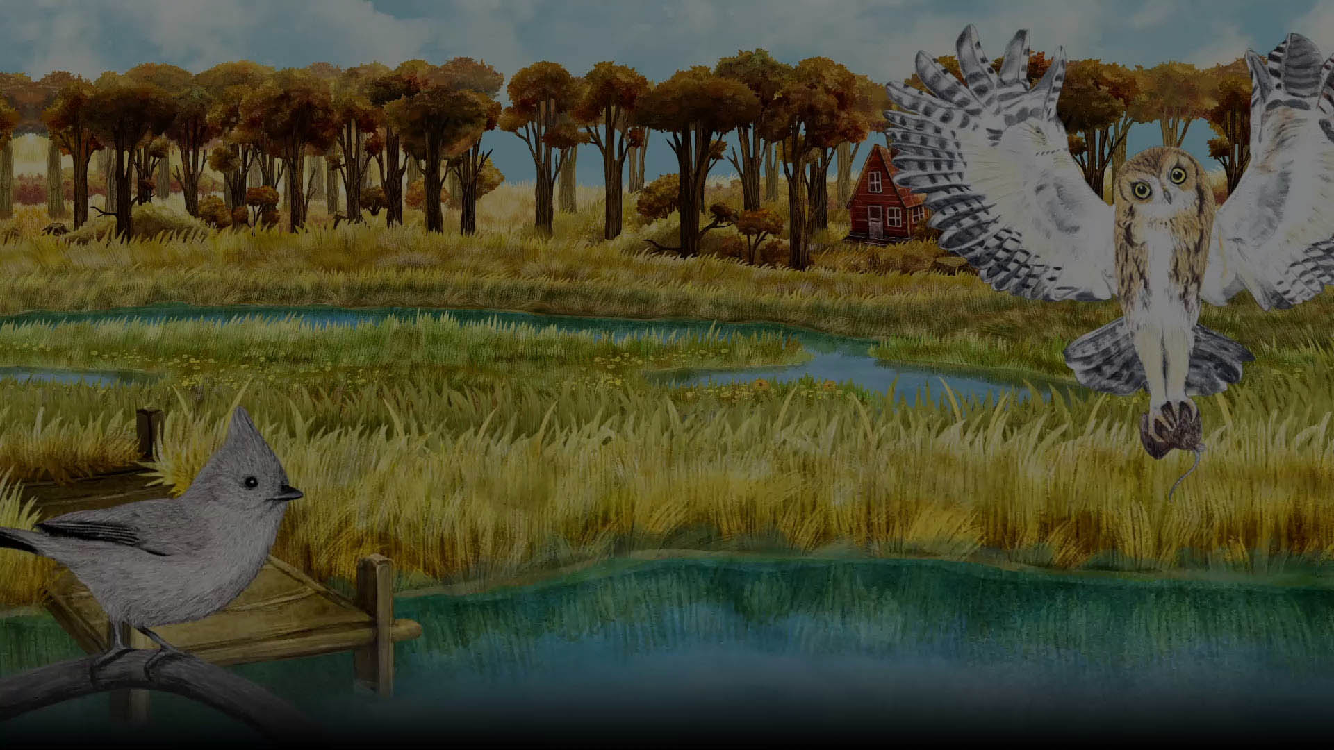 Abandoned pond