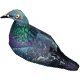 Series 1 - Pigeon