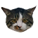 :Cat_face: