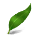 Series 1 - Gum Leaf