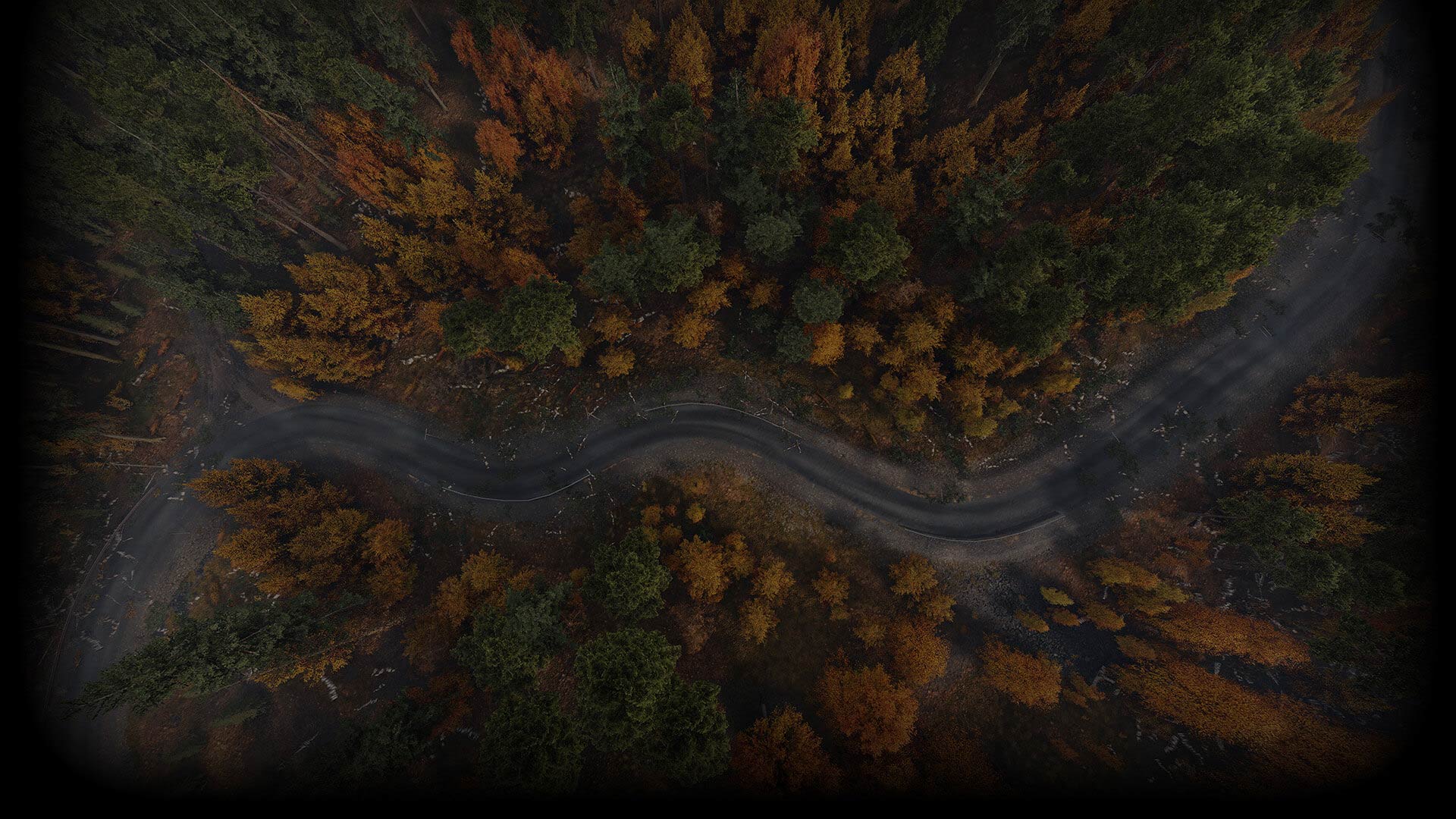 Forest Path