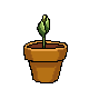 Series 1 - Bud