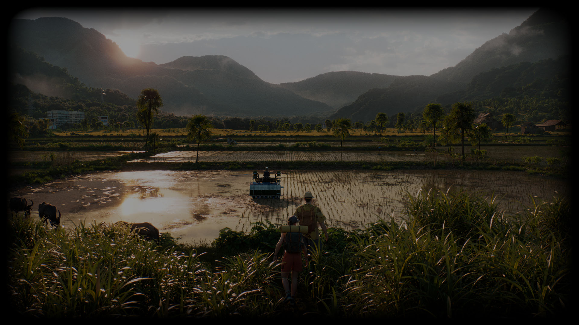 Rice Paddies
