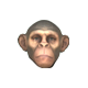 Series 1 - Normal Monkey
