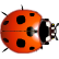 :ladybird: