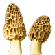 Series 1 - Yellow Morel
