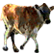 :Moo: