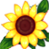 :sunflower: